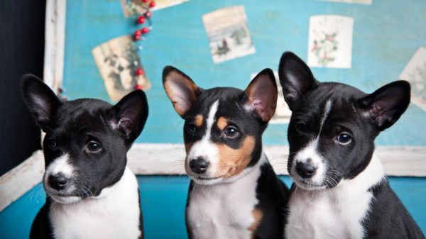 Three terriers