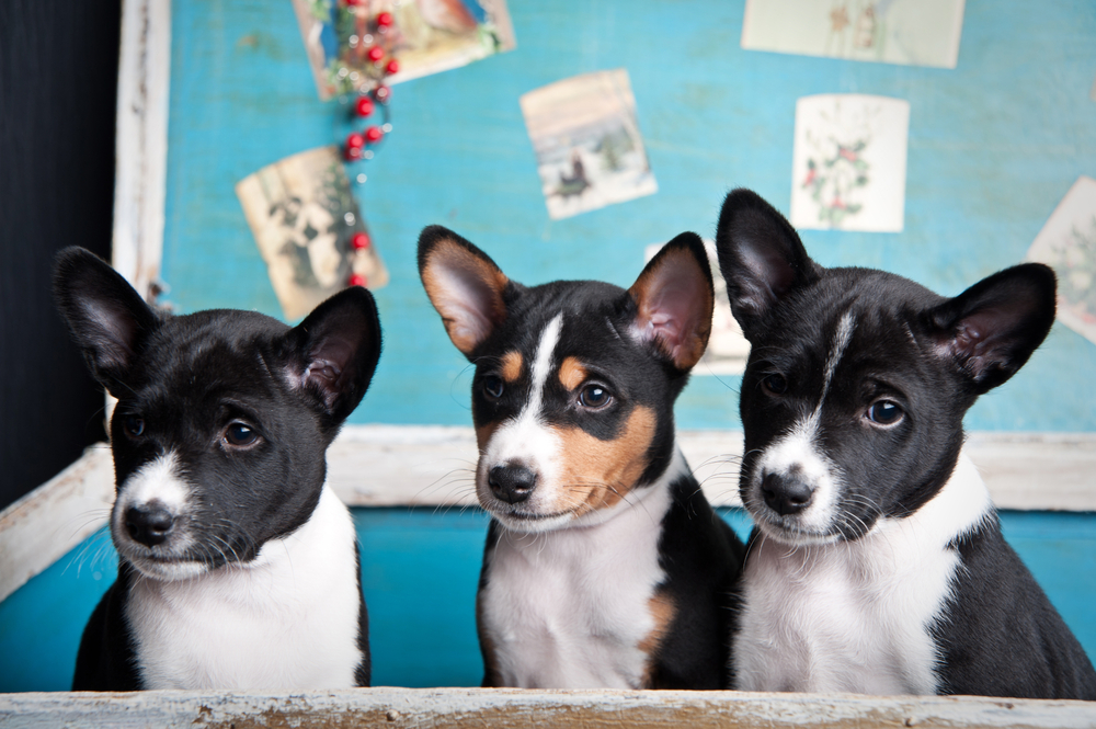 Three terriers