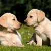 Golden Lab Puppies