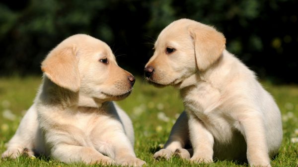 Golden Lab Puppies