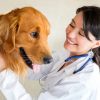 Vet examining a dog