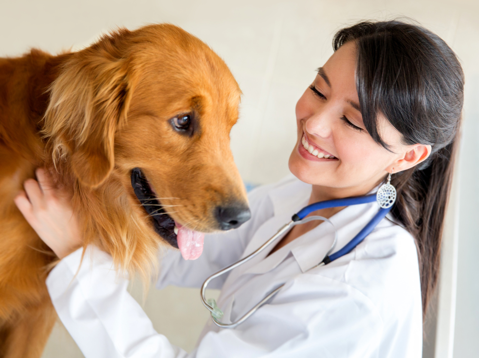 Vet examining a dog
