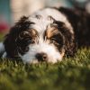 Black and White Puppy
