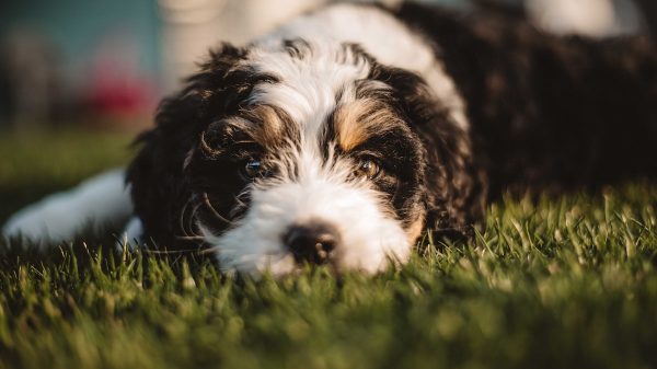 Black and White Puppy