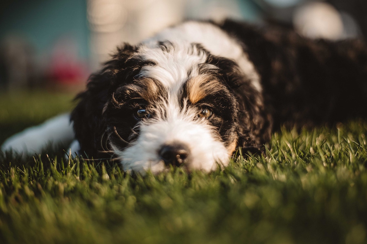 Black and White Puppy