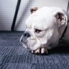 Bulldog