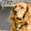 Cocker Spaniel