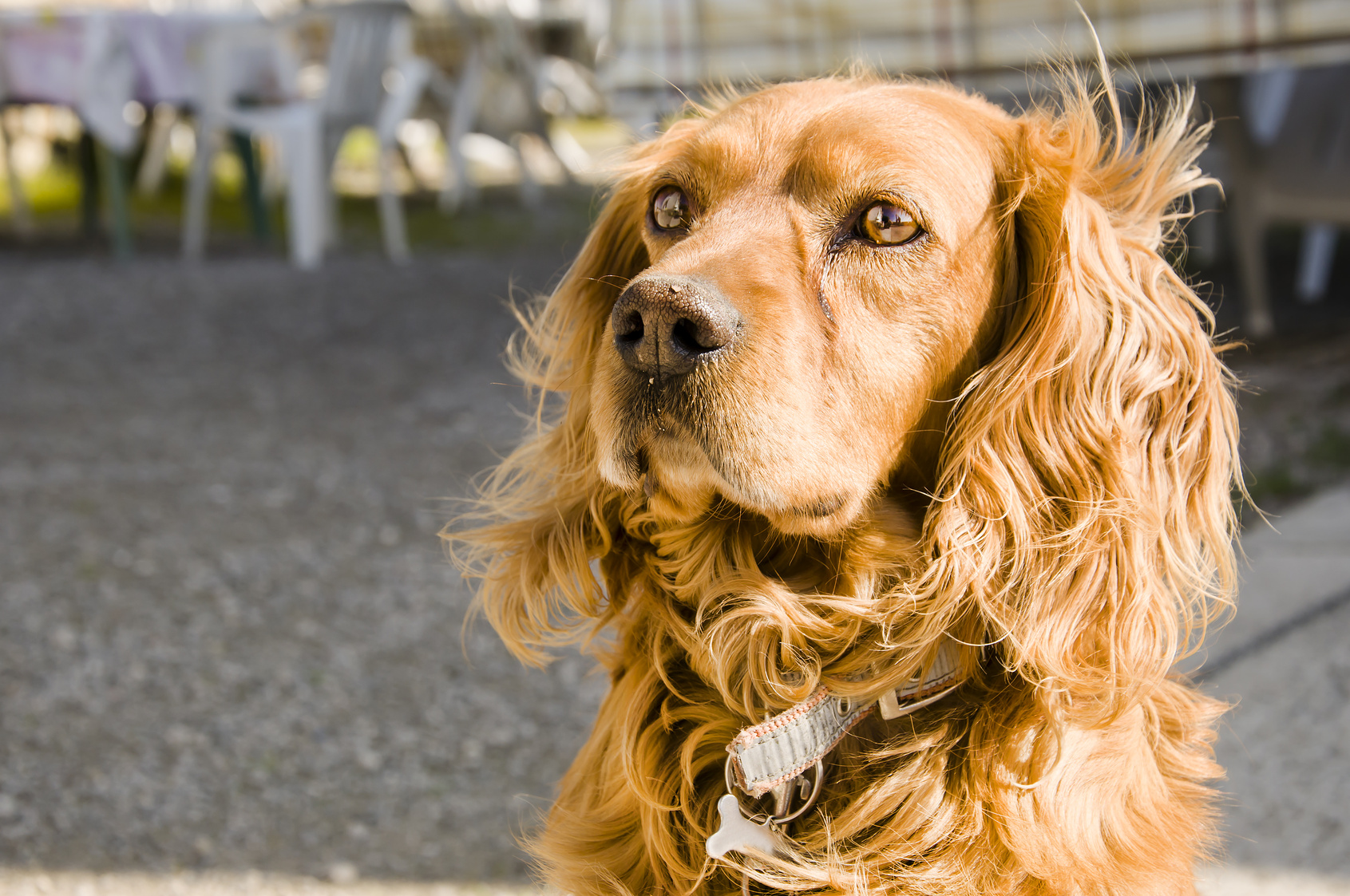 Cocker Spaniel