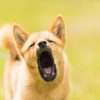 Dog Barking