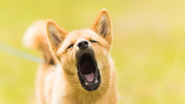 Dog Barking