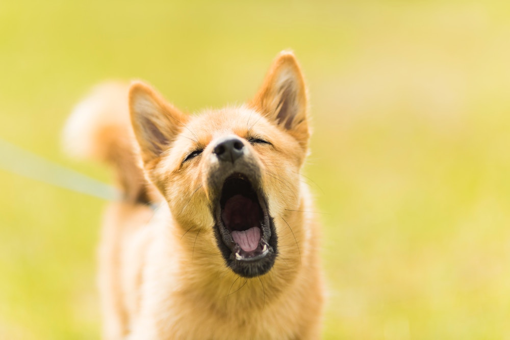 Dog Barking