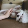 Dog Playing On Couch