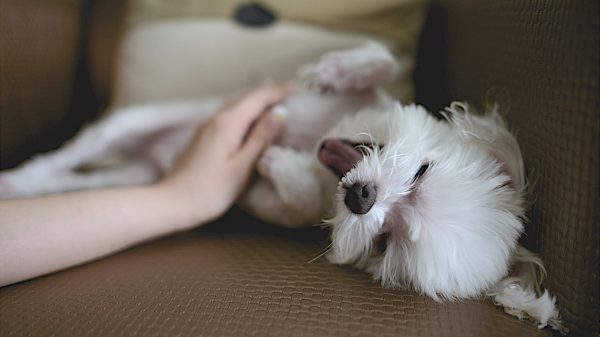Dog Playing On Couch