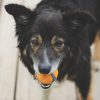 Dog With Ball In Mouth