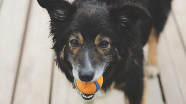 Dog With Ball In Mouth