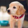 Golden Puppy