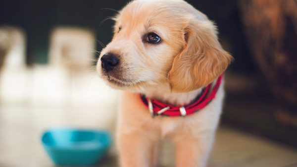 Golden Puppy