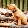 Golden Retriever Puppy