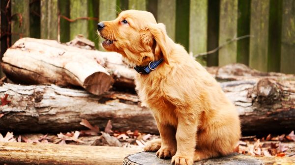 Golden Retriever Puppy
