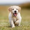 Happy golden retriever puppy