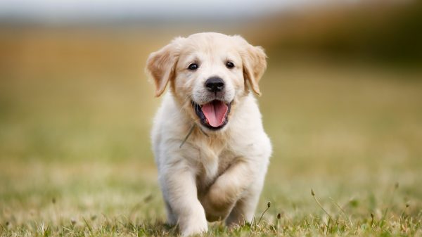 Happy golden retriever puppy