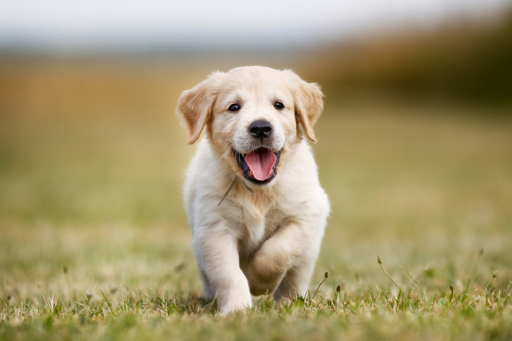 Happy golden retriever puppy