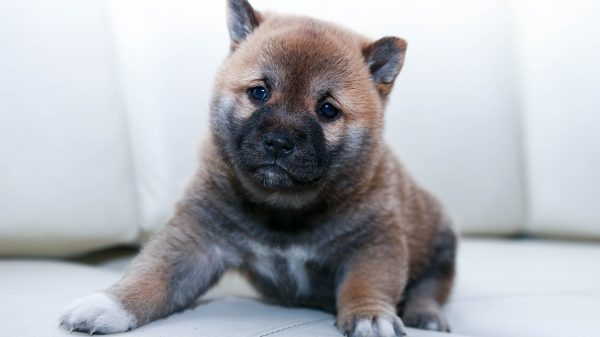 Sad Puppy