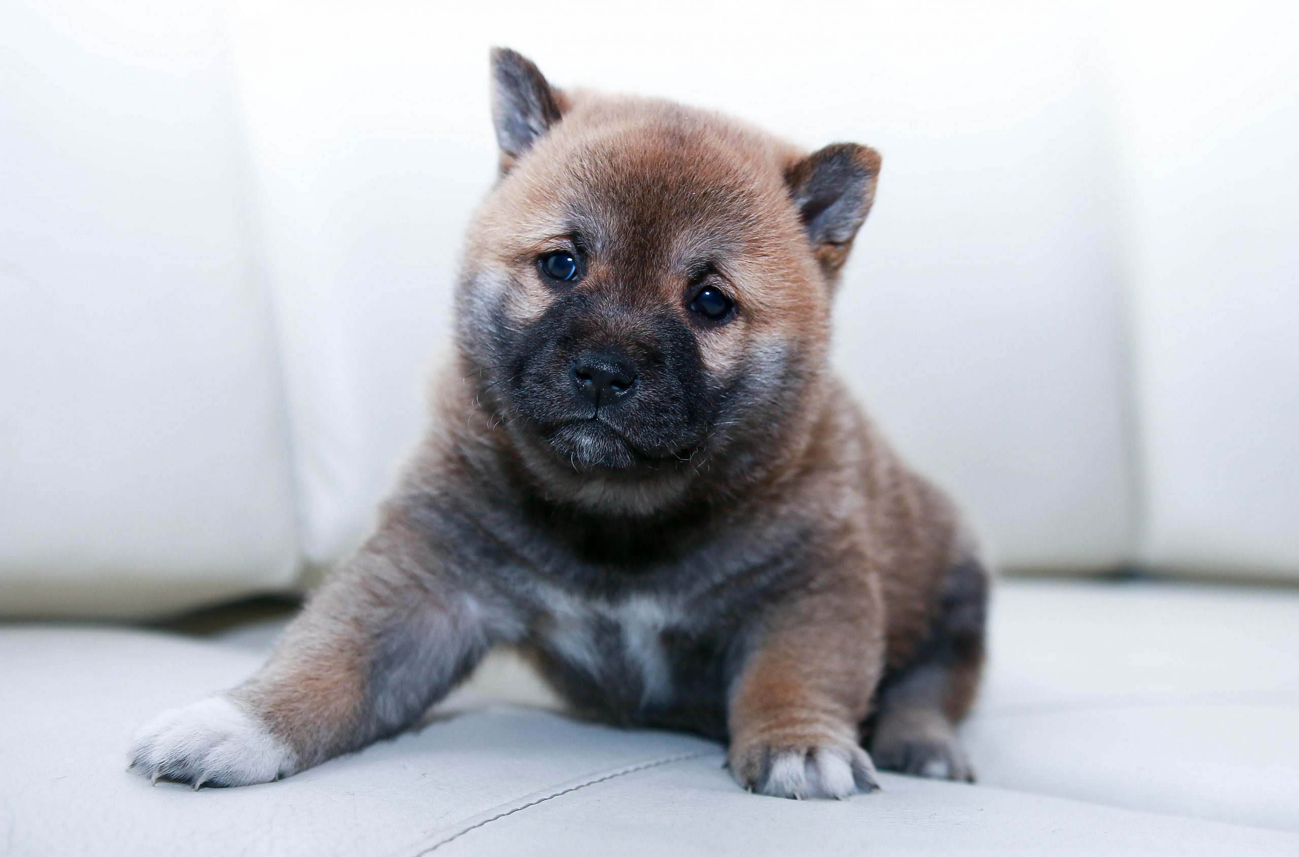 Sad Puppy
