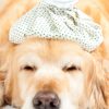 Sick Dog