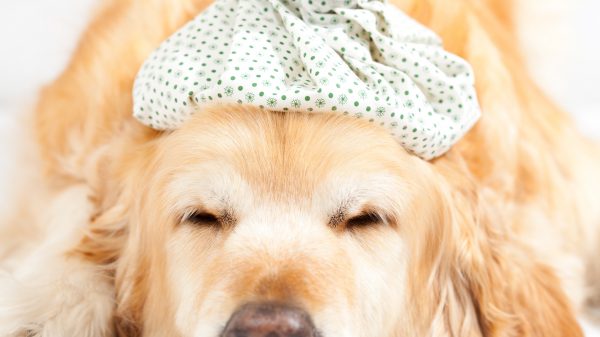 Sick Dog