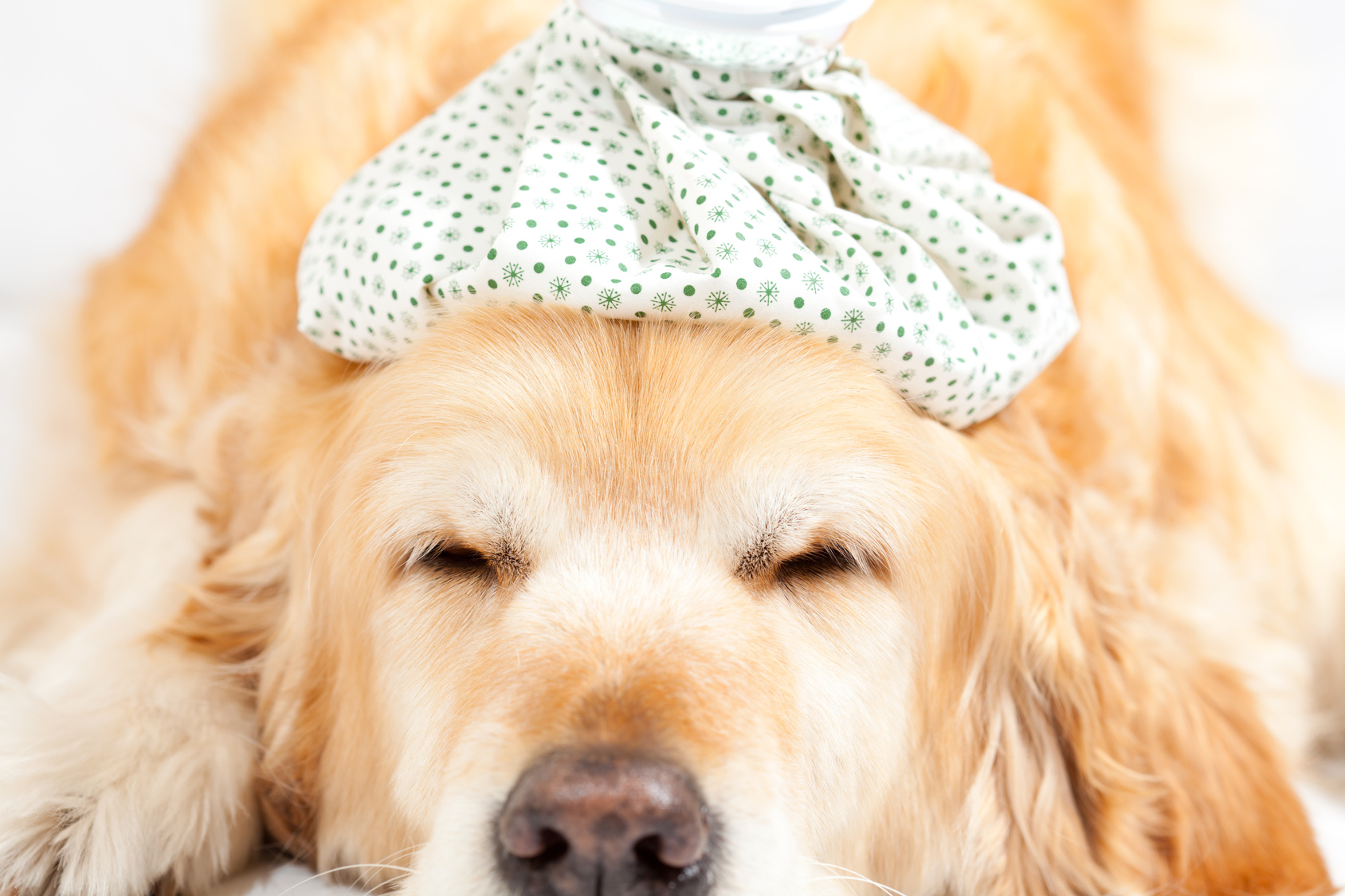 Sick Dog