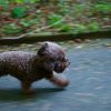 Small Dog Running