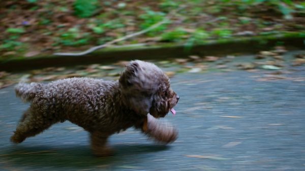 Small Dog Running