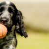Dog running with ball