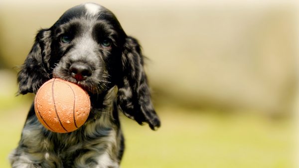 Dog running with ball