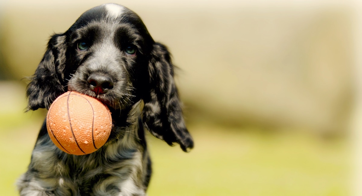 Dog running with ball