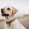 Labrador Retriever Attention
