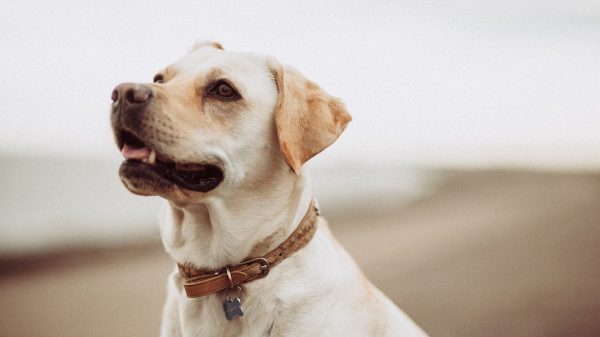 Labrador Retriever Attention