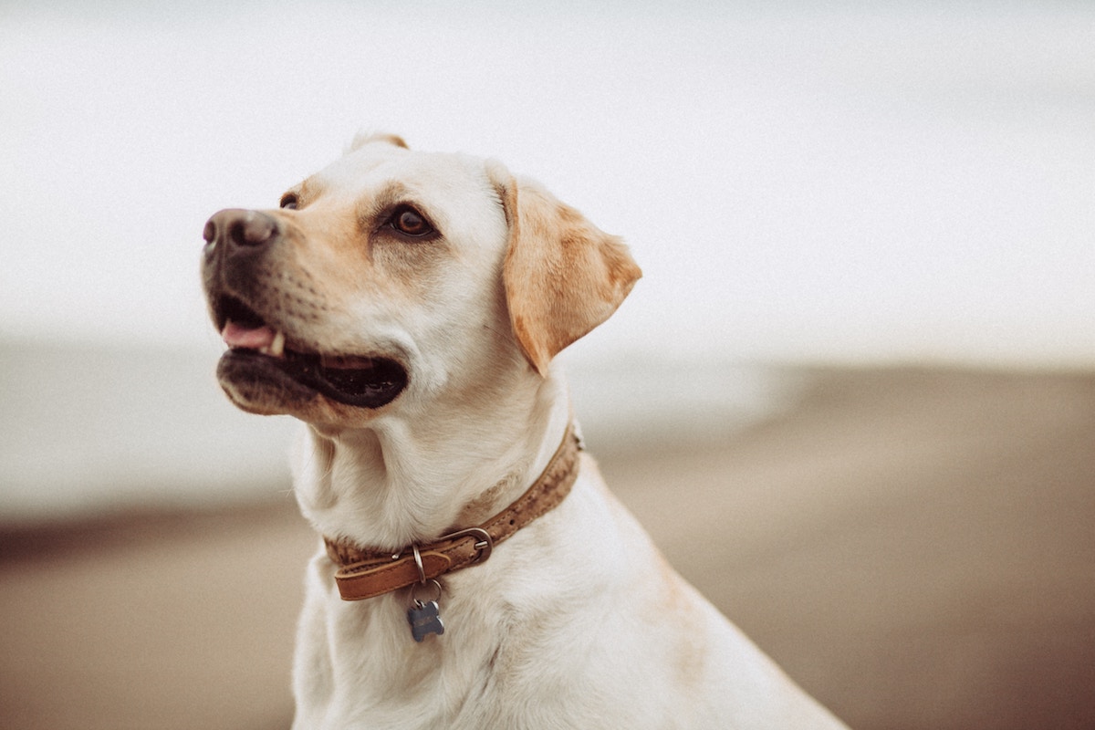 Labrador Retriever Attention