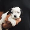 Man Holding Puppy