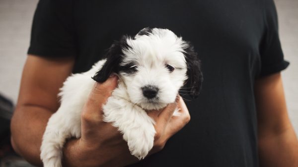 Man Holding Puppy