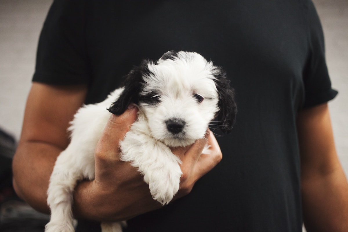 Man Holding Puppy