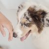 Dog Sniffing Hand