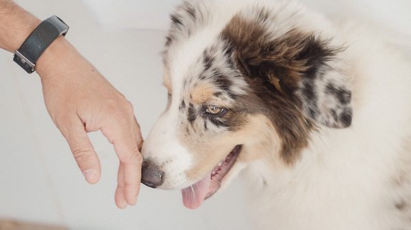 Dog Sniffing Hand