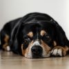 Old Hound On Floor