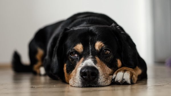 Old Hound On Floor