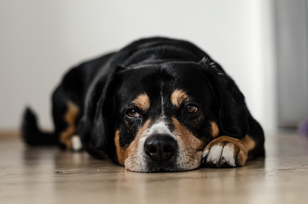 Old Hound On Floor
