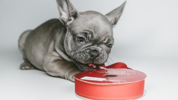 Pug Puppy