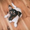 Puppy Stare