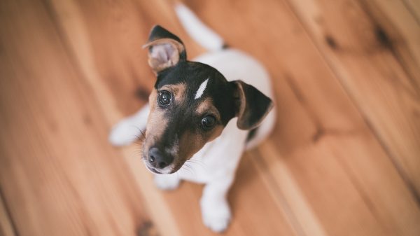 Puppy Stare
